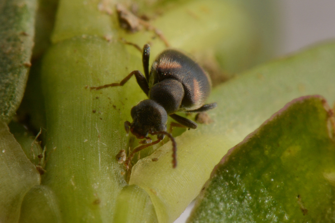 Anthicidae: Anthicus sp?  S,  Anthicus laeviceps